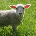 Image0000116